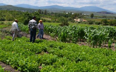 HAY RECOMENDACIONES DE NUTRICIÓN DE SUELOS PARA MEJORAR LA PRODUCCIÓN AGRÍCOLA