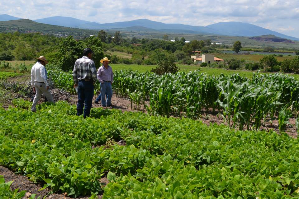 HAY RECOMENDACIONES DE NUTRICIÓN DE SUELOS PARA MEJORAR LA PRODUCCIÓN AGRÍCOLA