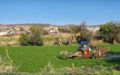 CONTINÚAN ESFUERZOS POR EXTRACCIÓN DEL LIRIO ACUÁTICO