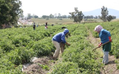 CON ESTRATEGIA DE FERTILIZACIÓN SE ESPERA DESARROLLO EN EL CAMPO PIEDADENSE