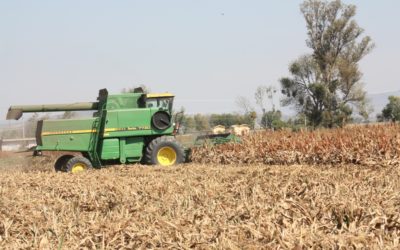 GOBIERNO DE LA PIEDAD SUBSIDIA ADQUISICIÓN DE SEMILLA