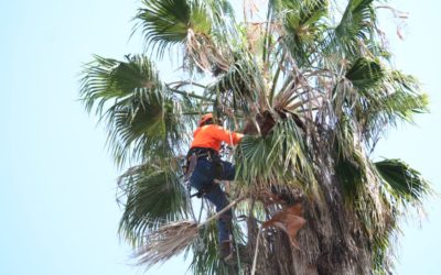 REALIZAN TRABAJOS DE PODA EN CAMELLÓN CENTRAL DE BULEVAR