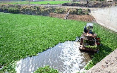 INICIAN LABORES PARA RETIRAR EL LIRIO DEL RÍO LERMA