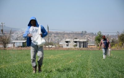 TERMINA PROGRAMA DE MAPEO DE SUELOS EN LA PIEDAD