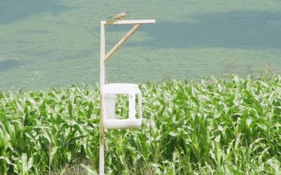 PROMUEVEN FEROMONAS PARA EL CONTROL DE PLAGAS EN EL CAMPO