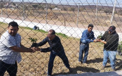 ENTREGARÁ FOMENTO AGROPECUARIO 15 MIL ÁRBOLES DE LA FUNDACIÓN GRUPO MÉXICO