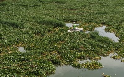 CONTINÚA ECOLOGÍA CON EL RETIRO DEL LIRIO ACUÁTICO EN RÍO LERMA