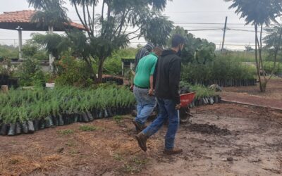 SE TIENEN PLANTAS PARA DONACIÓN Y HACER REFORESTACIÓN EN LA CIUDAD