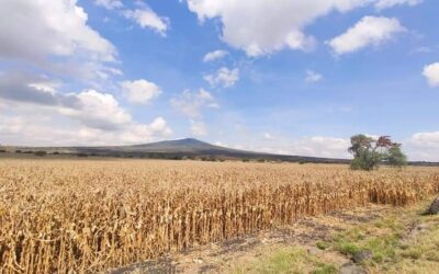 OFRECE BUENOS RENDIMIENTOS PROGRAMA “COSECHANDO AGUA”
