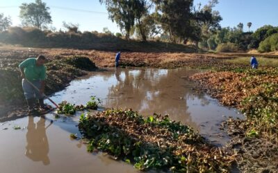 RETOMAN ACCIONES DE LIMPIEZA EN EL RÍO LERMA