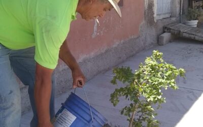 PROGRAMAN PLANTACIÓN DE ÁRBOLES EN CALLES RECIÉN PAVIMENTADAS