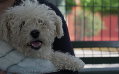 HARÁN CAMPAÑA DE ESTERILIZACIÓN CANINA