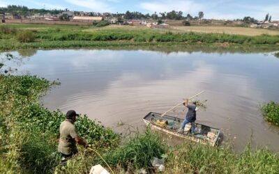 REALIZAN TRABAJOS PARA RETIRAR LIRIO EN EL CAUCE DEL RÍO