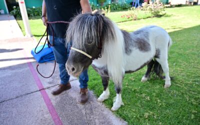 REFUERZAN TERAPIA PARA NIÑOS CON ASISTENCIA DE PONI