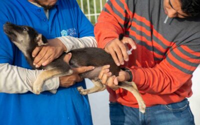 ARRANCA LA JORNADA NACIONAL DE VACUNACIÓN ANTIRRÁBICA CANINA Y FELINA
