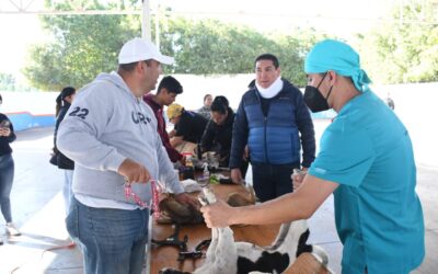 SE ESTERILIZAN PERROS Y GATOS EN JORDANA MÉDICA