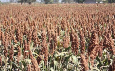 HABRÁ SUBSIDIO EN SEMILLAS PARA LOS PRODUCTORES DEL CAMPO