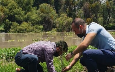 HAN PLANTADO MÁS DE MIL 300 ÁRBOLES EN ESTE PERIODO PLUVIAL
